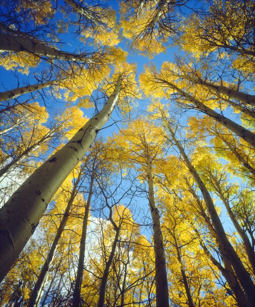 California, Sierra Nevada, Fall colors of Aspens